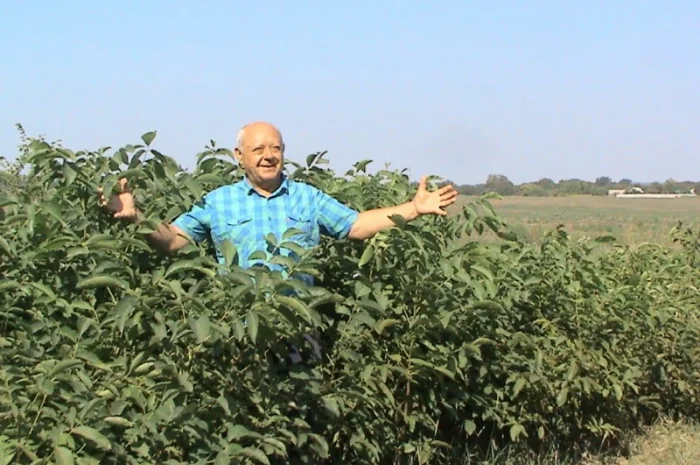 Фундук - 2- летнее растение- фото № 1