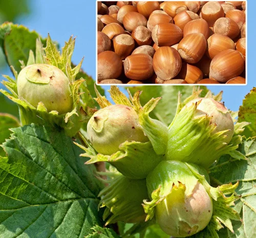 Фундук саженцы новые американские и европейские сорта дешево- фото № 1