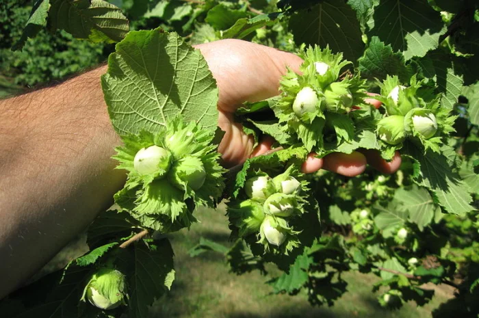 Фундук саженцы новые американские и европейские сорта дешево- фото № 11