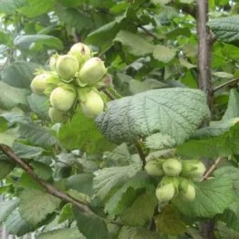 Фундук саженцы новые американские и европейские сорта дешево- фото № 2