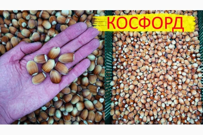 Фундук саженцы новые американские и европейские сорта дешево- фото № 4