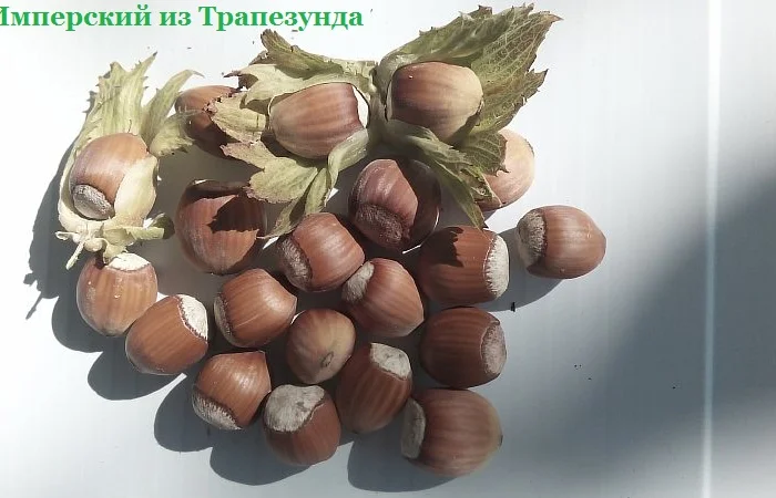 Фундук саженцы новые американские и европейские сорта дешево- фото № 5