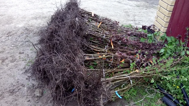 Фундук саженцы новые американские и европейские сорта дешево- фото № 6