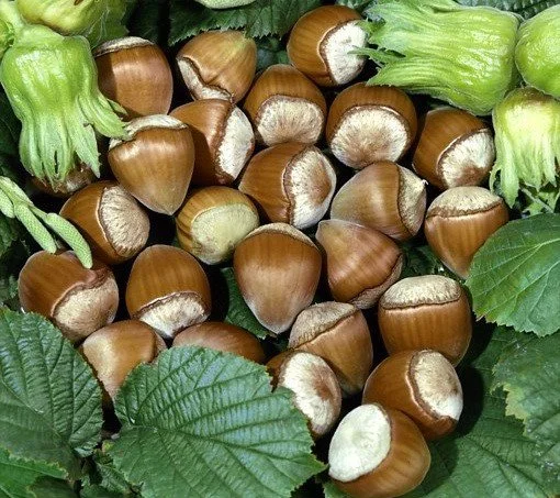 Саженцы Фундука и Лещины Трапезунд: Боровской, Вебба, Лещина, Варшавский- фото № 5