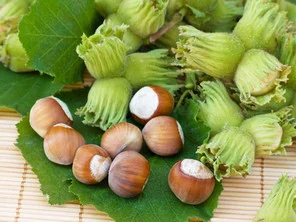 Саженцы Фундука и Лещины Трапезунд: Боровской, Вебба, Лещина, Варшавский- фото № 6