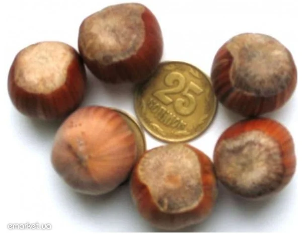 Саженцы Фундука и Лещины Трапезунд: Боровской, Вебба, Лещина, Варшавский- фото № 7