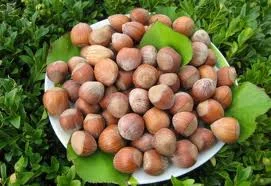 Саженцы Фундука и Лещины Трапезунд: Боровской, Вебба, Лещина, Варшавский- фото № 1