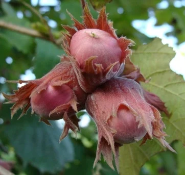 Саженцы Фундука и Лещины Трапезунд: Боровской, Вебба, Лещина, Варшавский- фото № 3