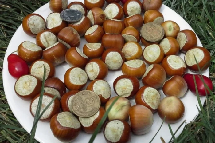 Саженцы Фундука и Лещины Трапезунд: Боровской, Вебба, Лещина, Варшавский- фото № 4