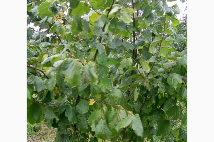 Продам Фундук Трапезунд отводки 2 х летки 80 гр, ВНИМАНИЕ продажа осень 2020. Звоните- фото № 1