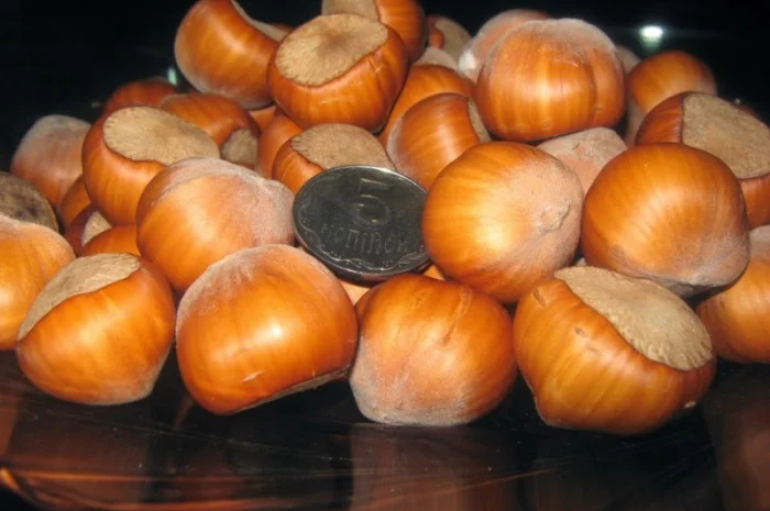 Продам Фундук Трапезунд отводки 2 х летки 80 гр, ВНИМАНИЕ продажа осень 2020. Звоните- фото № 2