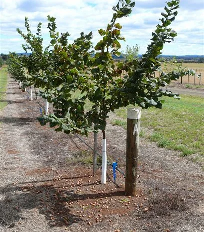 Продам Фундук Шедевр отводки 2 х летки 80 гр Внимание!!! не покупайте сеянцы- фото № 1