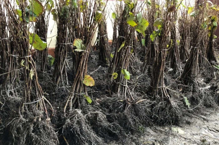 Продаю саджанцы фундука.100% отводки, сортовые- фото № 1