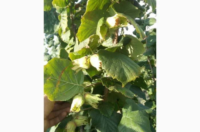 Саженцы фундука- фото № 2