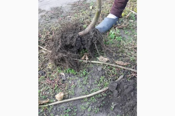 Продам садженці фундука, італійськи сорти - основний та опилювач, Дніпро- фото № 1