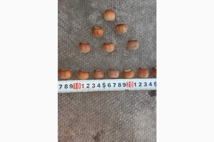 Продам садженці фундука, італійськи сорти - основний та опилювач, Дніпро- фото № 2