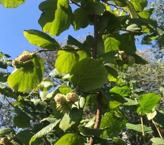 Саджанці фундука (на осінь 2024)- фото № 2