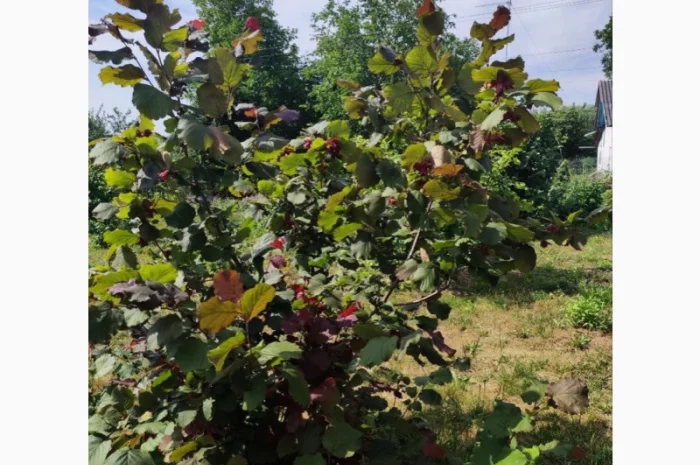 Саджанці фундука (на осінь 2024)- фото № 11