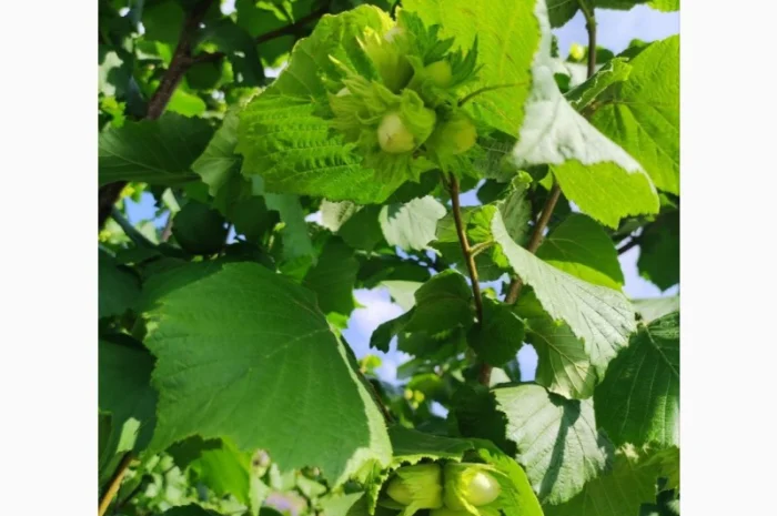 Саджанці фундука (на осінь 2024)- фото № 13