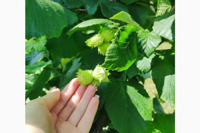 Саджанці фундука (на осінь 2024)- фото № 15