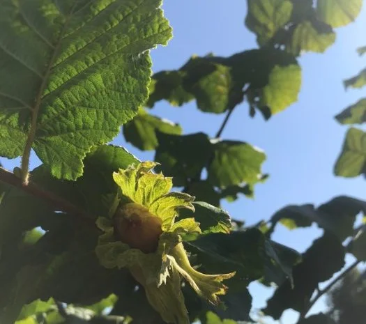 Саджанці фундука (на осінь 2024)- фото № 3