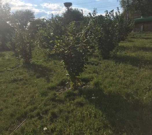 Саджанці фундука (на осінь 2024)- фото № 4