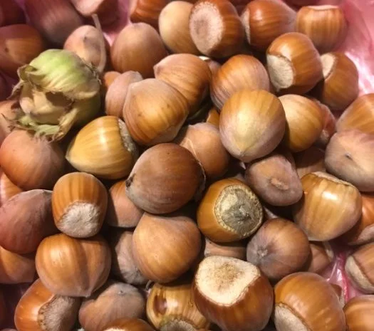 Саджанці фундука (на осінь 2024)- фото № 7