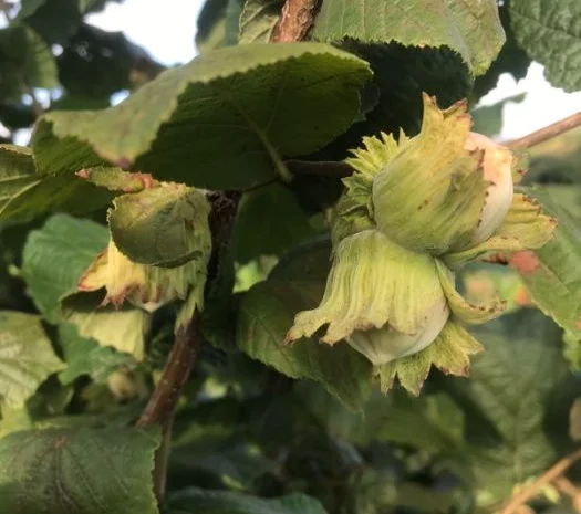 Саджанці фундука (на осінь 2024)- фото № 8