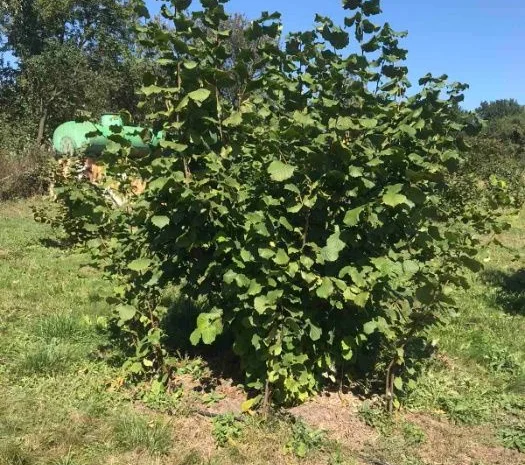 Саджанці фундука (на осінь 2024)- фото № 9