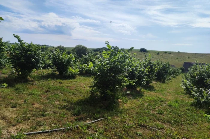 Саджанці фундука (на осінь 2024)- фото № 1