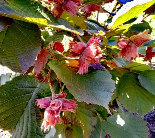 Барселонський, Каталонський, Сирена червонолистий, варшавський червоний- фото № 1