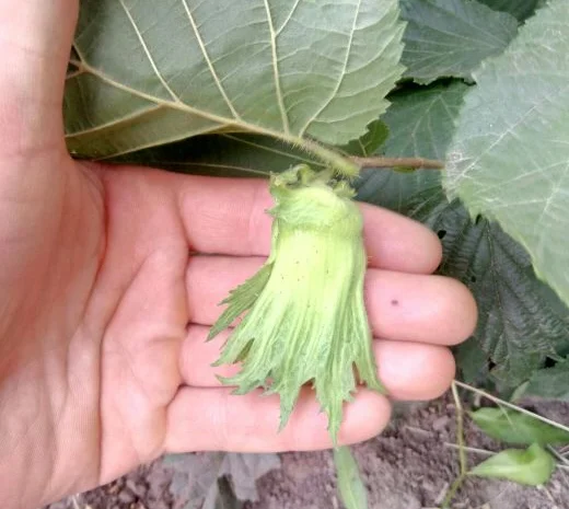 Барселонський, Каталонський, Сирена червонолистий, варшавський червоний- фото № 2