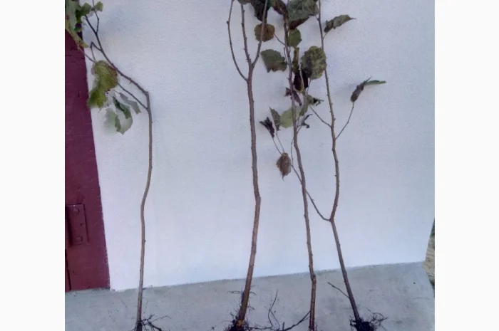 Фундук 2-ох річка тонда ді джифоні- фото № 1