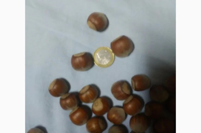 Фундук 2-ох річка тонда ді джифоні- фото № 2