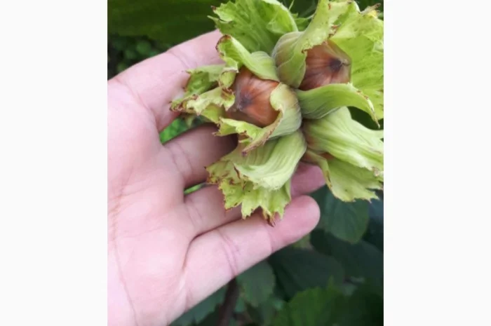 Фундук 2-ох річка тонда ді джифоні- фото № 3