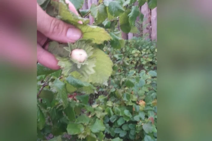 Фундук 2-ох річка тонда ді джифоні- фото № 4