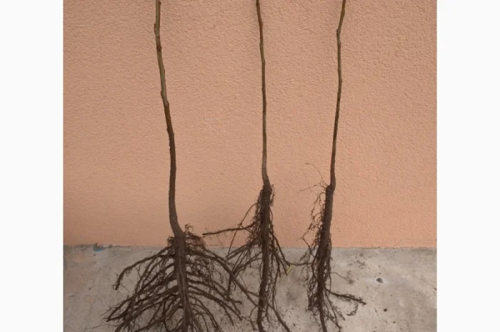 Саджанці фундука, ведмежого горіха, чорного горіха- фото № 1