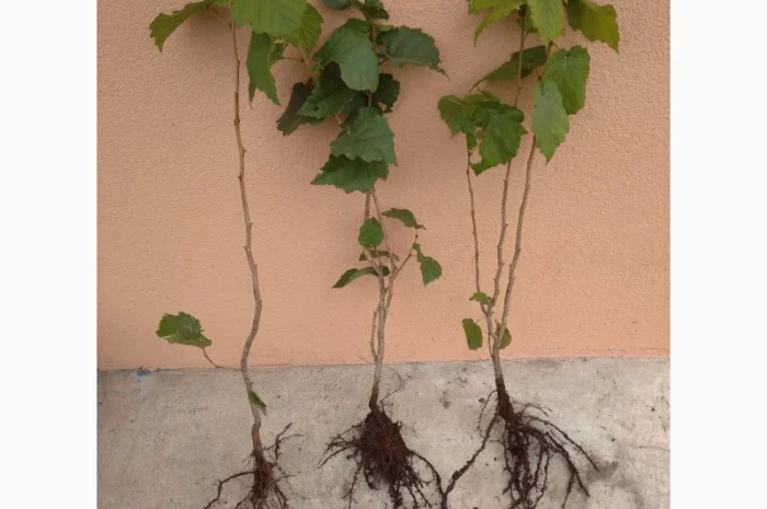 Саджанці фундука, ведмежого горіха, чорного горіха- фото № 2