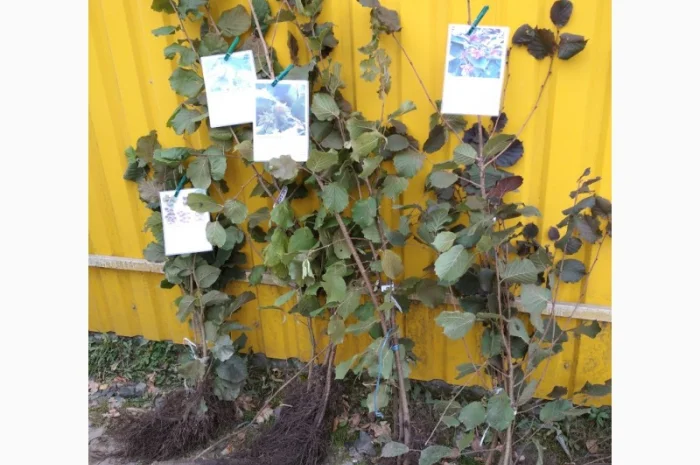 Саджанці фундука, ведмежого горіха, чорного горіха- фото № 3