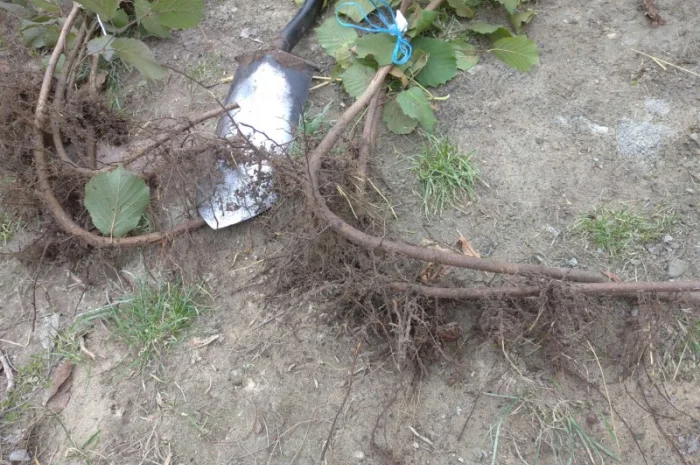 Саджанці фундука, ведмежого горіха, чорного горіха- фото № 4