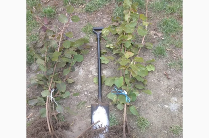 Саджанці фундука, ведмежого горіха, чорного горіха- фото № 5