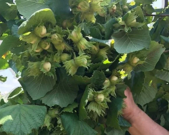 Саджанці фундука Каталоньский, Барселоньський, Вебба, Трапезунд, Шедевер- фото № 5