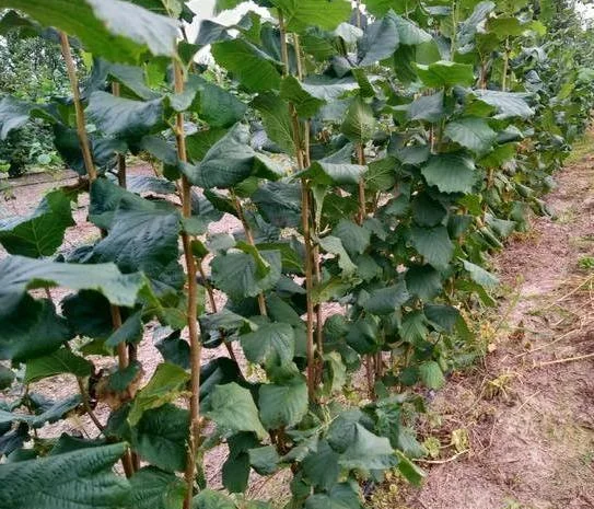 Саджанці фундука Каталоньский, Барселоньський, Вебба, Трапезунд, Шедевер- фото № 9