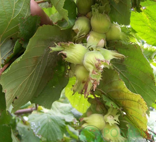 Саджанці фундука Каталоньский, Барселоньський, Вебба, Трапезунд, Шедевер- фото № 10