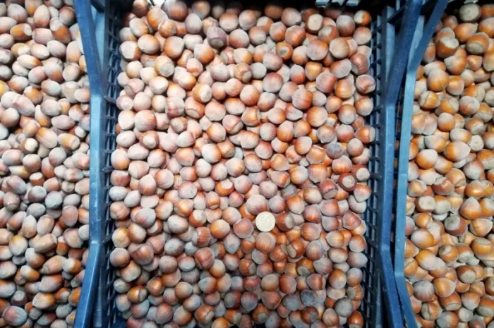 Саджанці фундука Каталоньский, Барселоньський, Вебба, Трапезунд, Шедевер- фото № 2