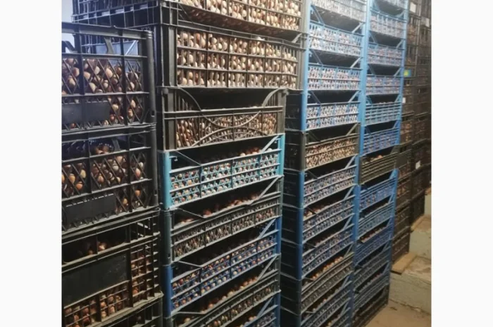 Саджанці фундука Каталоньский, Барселоньський, Вебба, Трапезунд, Шедевер- фото № 3