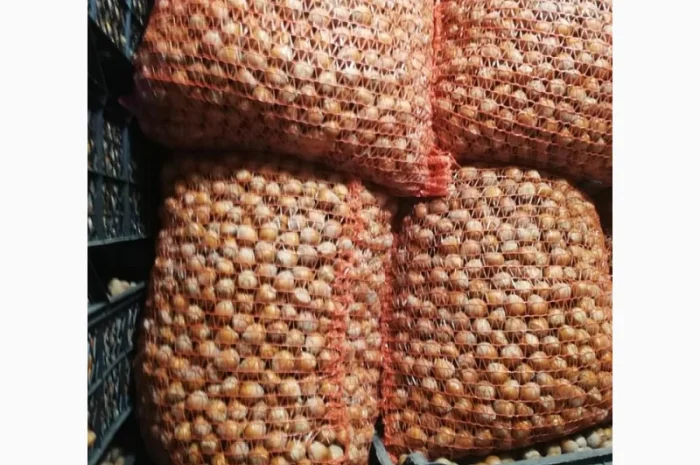 Саджанці фундука Каталоньский, Барселоньський, Вебба, Трапезунд, Шедевер- фото № 1