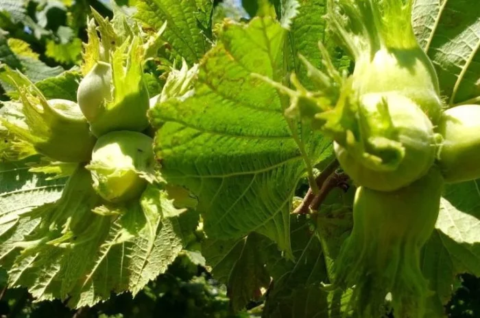 Саджанці фундука Каталоньский, Барселоньський, Вебба, Трапезунд, Шедевер- фото № 8