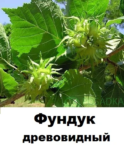 Продам саженцы медвежего ореха (древовидная лещина)- фото № 1