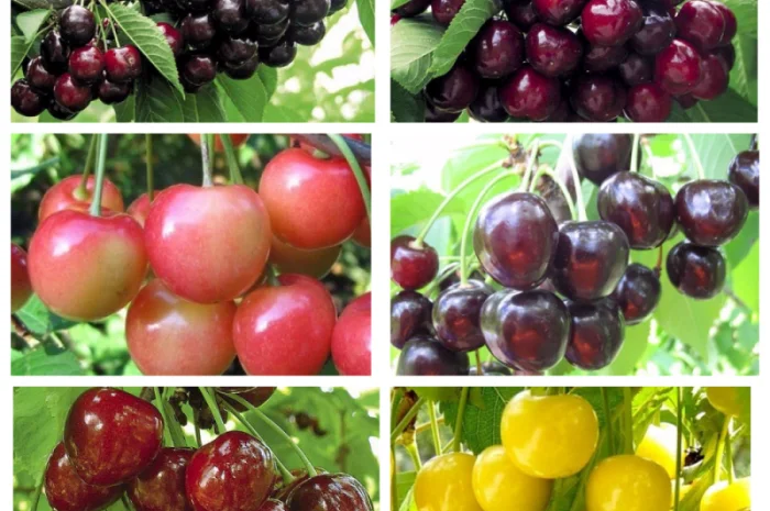 Саженцы крупных сортов черешни и вишни оптом и в розницу- фото № 1